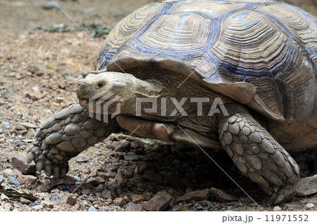 turtle turtle 11971552