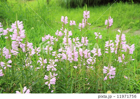 ハナトラノオの花 11971756