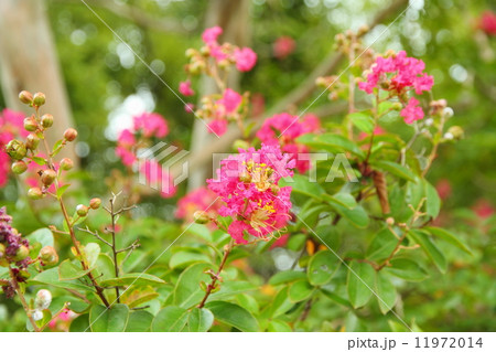 サルスベリの花 サルスベリの花 11972014