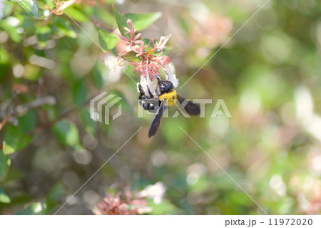 クマンバチ 11972020