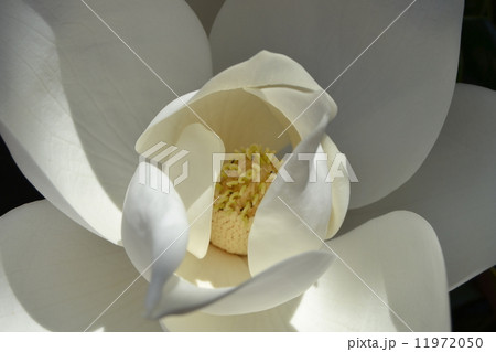 Core flower of magnolia  Core flower of magnolia  11972050