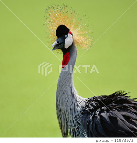 Grey Crowned Crane 11973972