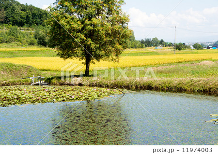 色づき始めたナナカマドと池 11974003