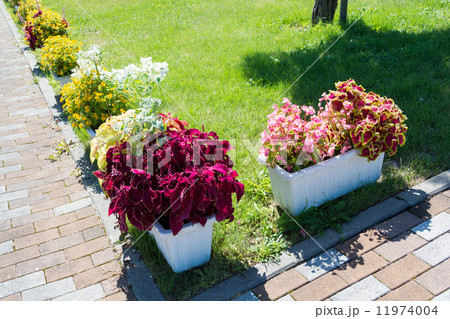 公園の花壇 公園の花壇 11974004