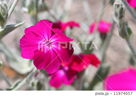 スイセンノウの花の写真素材