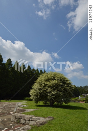 神奈川　相模原公園　フランス式庭園　９月 11974542