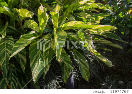 Ti Leaf Ti Leaf 11974767