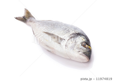 Fresh dorado fish 11974819