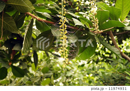 サガリバナ 11974931