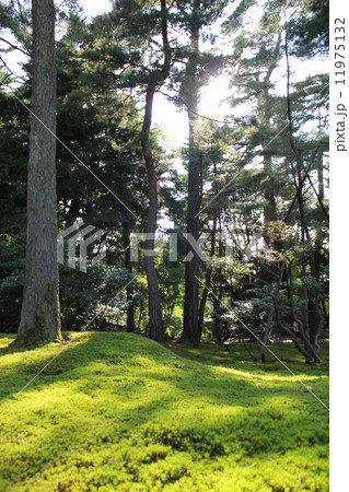 こけ　兼六園 11975132