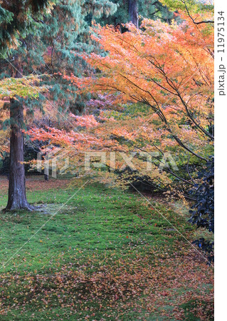 紅葉　三千院 11975134