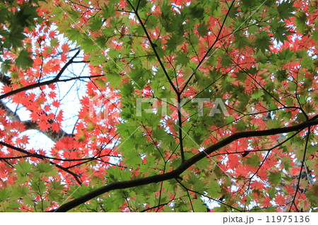 紅葉 宝泉院 紅葉 宝泉院 11975136