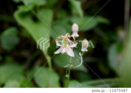 ヤマホトトギス ヤマホトトギス 11975487