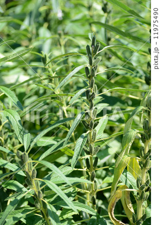 ゴマの実 11975490