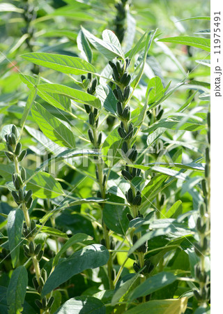 ゴマの実 11975491