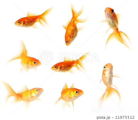 goldfish collection 11975512