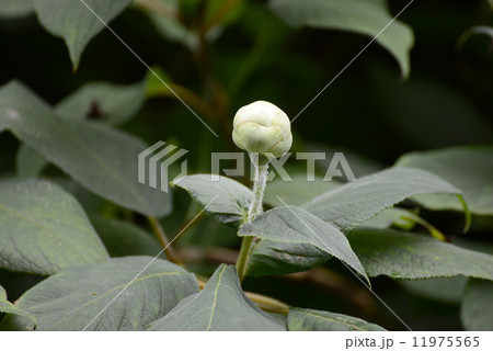 タマアジサイの丸い蕾 タマアジサイの丸い蕾 11975565