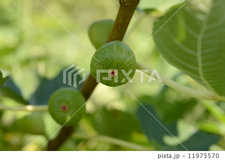 イチジクの若い実 11975570