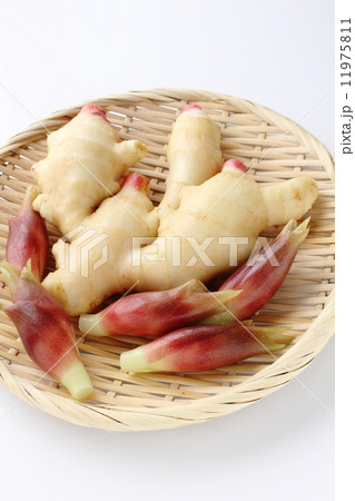 ミョウガと生姜 11975811