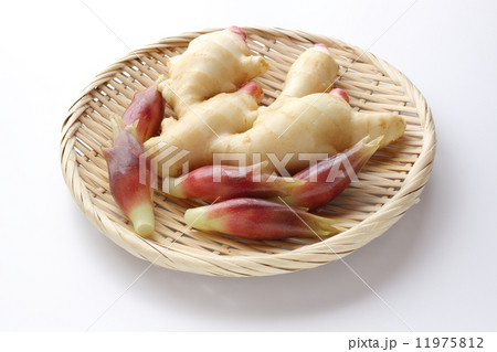 ミョウガと生姜 11975812