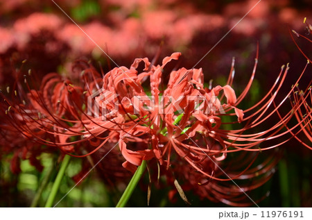 彼岸花 11976191