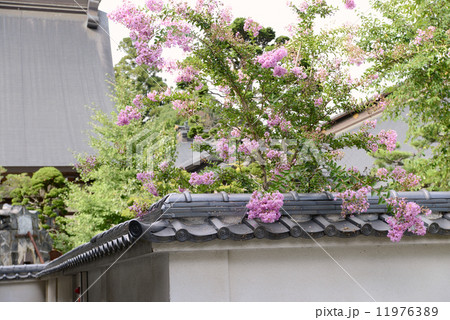 恵林寺の百日紅 11976389