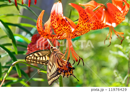 コオニユリとキアゲハ 11976429
