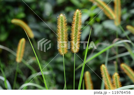 キンエノコロ 11976456