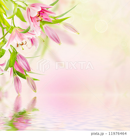 Pink lilies background 11976464