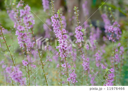 ミソハギの花 ミソハギの花 11976466