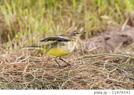 Yellow Wagtail (Motacilla flava) Yellow Wagtail (Motacilla flava) 11976541