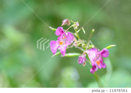 ツリフネソウ ツリフネソウ 11976561