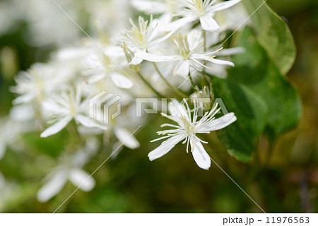 センニンソウ 11976563