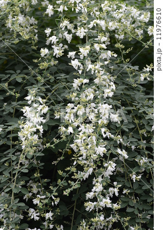 シラハギ 11976610