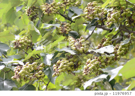 キリの実 11976957