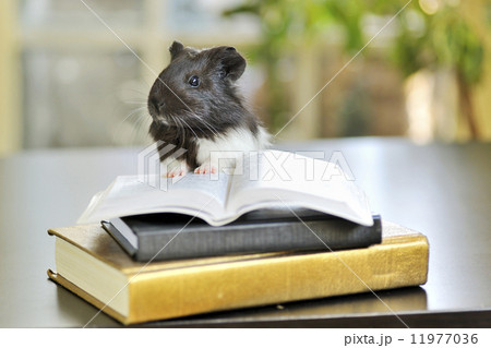 guinea pig reading guinea pig reading 11977036