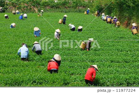 Crowd Vietnamese farmer tea picker  on plantation 11977224