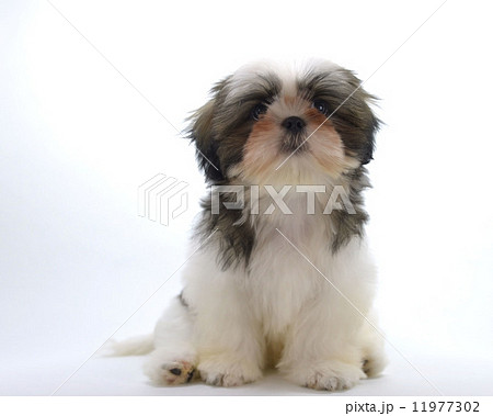 シーズー　室内犬 11977302
