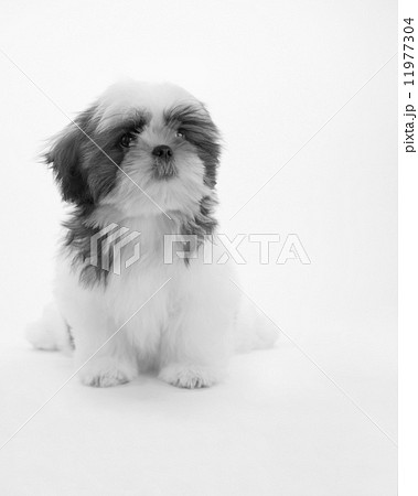 シーズー　室内犬 11977304
