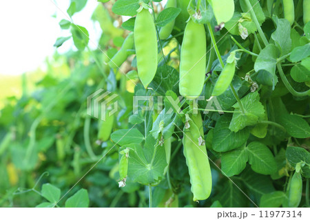 Green pea pods outdoors Green pea pods outdoors 11977314