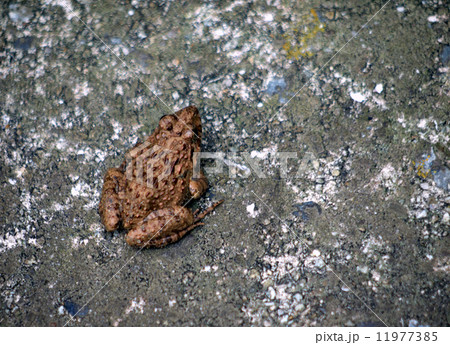 ツチガエル 11977385