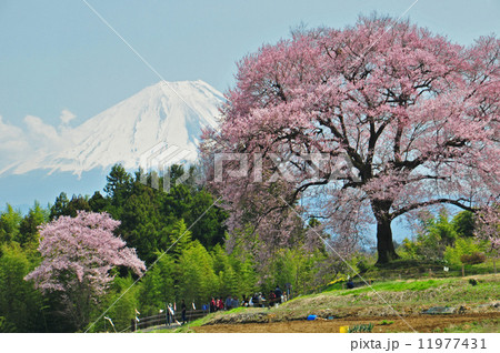 山梨の春 11977431