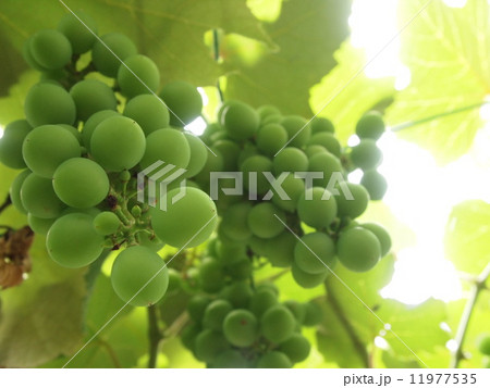ぶどう　葡萄 11977535