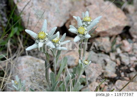 mount flowers - edelweisses mount flowers - edelweisses 11977597