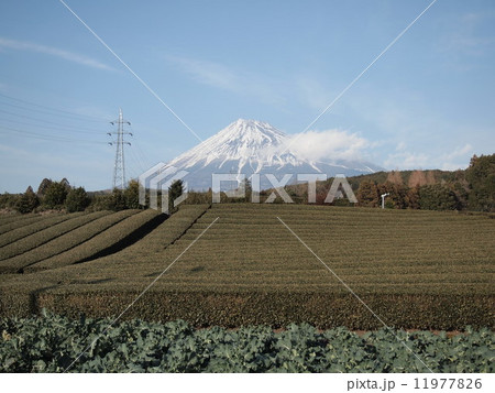 富士山と茶畑 11977826