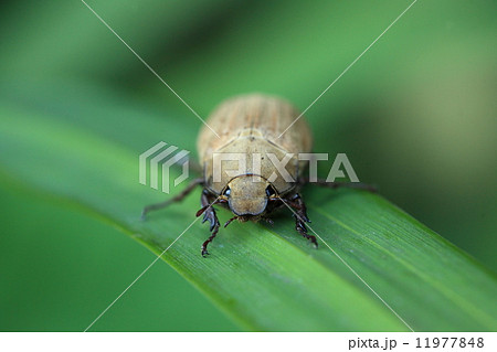 生き物 昆虫 コフキコガネ 正面から見るとマナティみたい と思うのは私だけでしょうかの写真素材