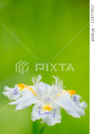 シャガ シャガ 11977957