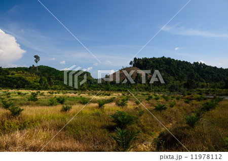 Cereal cropping on the hills of south Thailand Cereal cropping on the hills of south Thailand 11978112