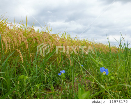 稲穂と露草２　　露草の花言葉「小夜曲」、稲の花言葉「神聖」 11978176