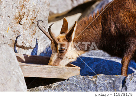 Mountain goat 11978179